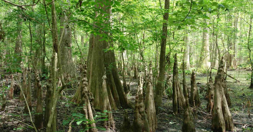 Blottomland Hardwood Forests and Swamps of Louisiana