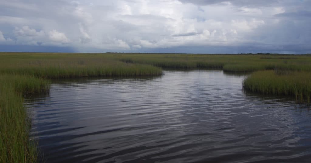 Coastal Marshes, Barrier Islands, and Maritime Forests