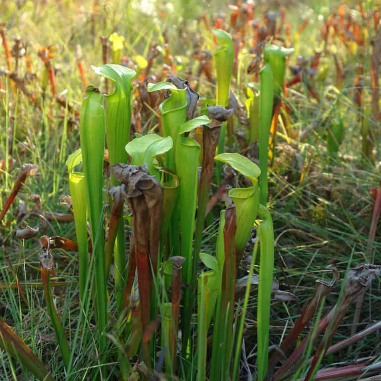 Regional Provenance Louisiana Native Plant Society