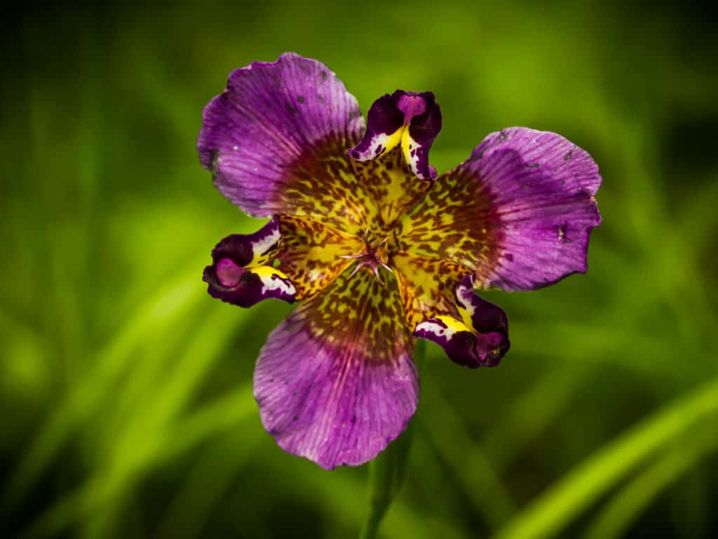 Louisiana wildflowers by Matt Pardue 2
