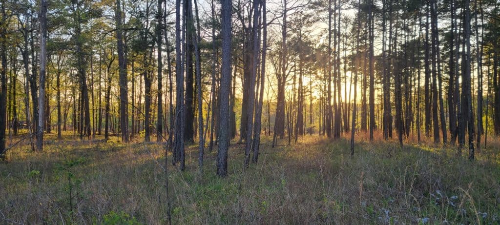 Shortleaf Pine-Oak-Hickory Woodlands