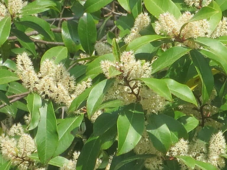 Carolina Laurelcherry - Louisiana Native Plant Society