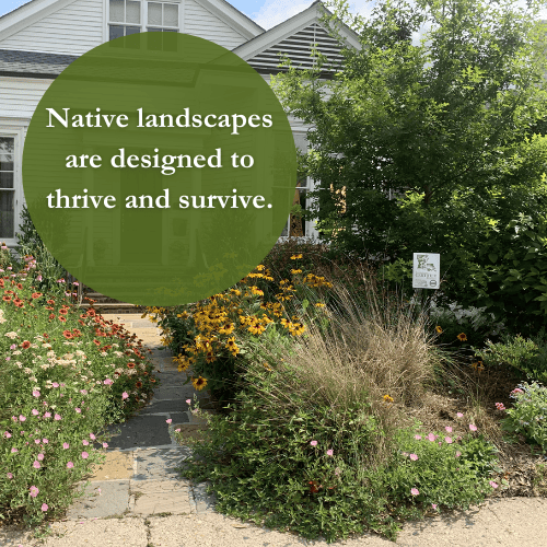 Native landscapes require less inputs